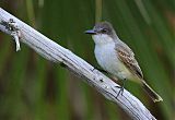 Loggerhead Kingbird